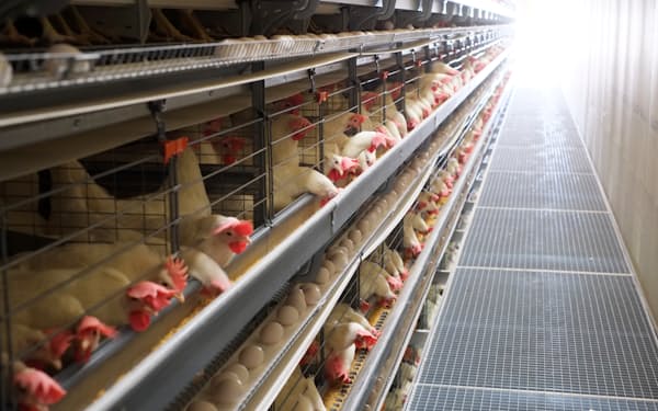 飼料高の影響から養鶏農家は生産を抑制する
