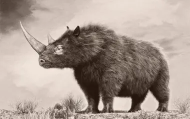 ケブカサイは、更新世にヨーロッパと北アジアの全域に広く生息していた絶滅種のサイだ。科学者たちはこのほど、1万4400年前のオオカミの凍結ミイラの胃の中で見つかった組織から抽出したケブカサイのゲノムの高精度な解読に成功した。(PHILIP BROWNLOW, STOCKTREK IMAGES/ALAMY STOCK PHOTO)