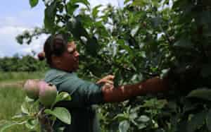 差し押さえられたりんご農園で働くエバさん(1日、パラナ州) 差し押さえられたりんご農園で働くエバさん(1日、パラナ州)