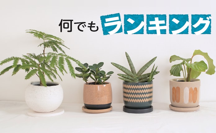 観葉植物 テーブルでも育てやすい10品種 専門家が選出 日本経済新聞 観葉植物 テーブルでも育てやすい10品種 専門家が選出 日本経済新聞