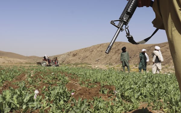 アフガニスタンを支配するイスラム主義組織タリバンはケシの栽培を禁止したが、実効性を疑問視する声もある＝ＡＰ