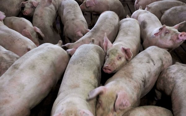 豚肉需要の増加が大豆価格を押し上げる＝ロイター