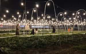 畑を照らす電球がSNS映えすると話題を呼んでいる(1月、京都市) 畑を照らす電球がSNS映えすると話題を呼んでいる(1月、京都市)