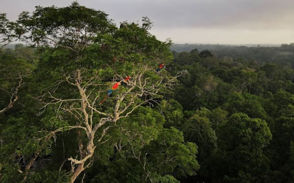 アマゾンの熱帯雨林（10月26日、ブラジル・マナウス）＝ロイター