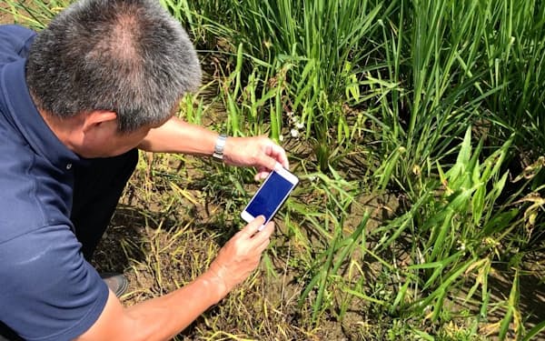 ユーザーがスマートフォンで作物を撮影すると、数秒でAIによる診断結果が表示される