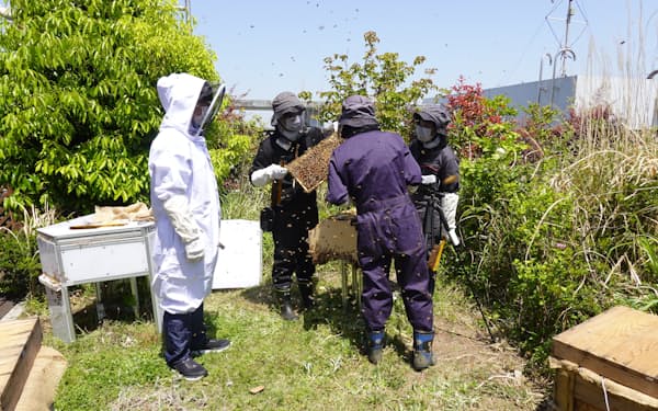 千葉大学ではキャンパス内で養蜂に取り組む