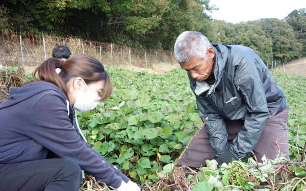 サツマイモを掘る施設の入所者㊨と企業の若手社員ら（11月上旬、奈良市）