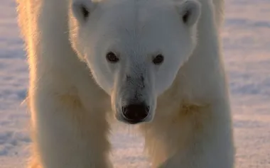 ノルウェー領スバールバル諸島で海氷の上を歩くホッキョクグマ(Ursus maritimus)。(ANDY ROUSE, NATURE PICTURE LIBRARY)