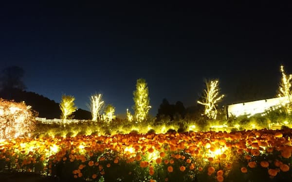 シャンパンゴールドのイルミネーションに、花が幻想的に浮かび上がる（８日夜、茨城県石岡市のいばらきフラワーパーク）