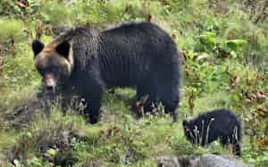 北海道ではヒグマによる被害が相次いだ 北海道ではヒグマによる被害が相次いだ