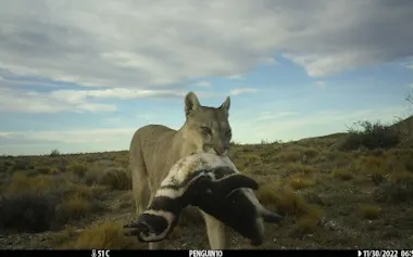 アルゼンチンのパタゴニア地方から長らく姿を消していたピューマが帰還し、通常は対象ではないマゼランペンギンを狩りはじめた。この傾向がピューマの行動に及ぼす影響を明らかにする研究成果が発表された。(MITCHELL SEROTA)