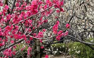 連休中は気温上昇で梅の開花がピークを過ぎそうだ(14日、東京都世田谷区) 連休中は気温上昇で梅の開花がピークを過ぎそうだ(14日、東京都世田谷区)