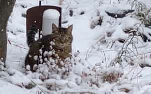 雪の中のネコ 雪の中のネコ