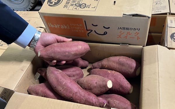 サツマイモは肥料代を抑えられるとの評価もある（11月、茨城県八千代町）