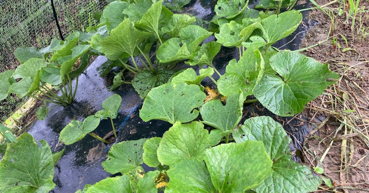 静岡産 畑ワサビ 振興へ連携 野菜生産の鈴生など 日本経済新聞 静岡産 畑ワサビ 振興へ連携 野菜生産の鈴生など 日本経済新聞