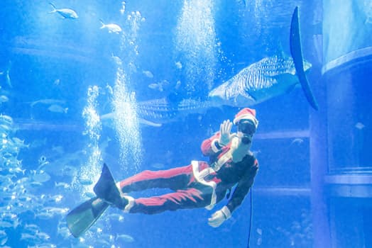 水中から「メリークリスマス」。大阪の水族館「海遊館」のジンベエザメやエイが泳ぐ大水槽に、サンタクロース姿のダイバーが登場した。訪れた子どもたちと記念撮影に応じたり、じゃんけんで交流したりして、一足早くクリスマスムードを盛り上げた（25日、大阪市）=共同