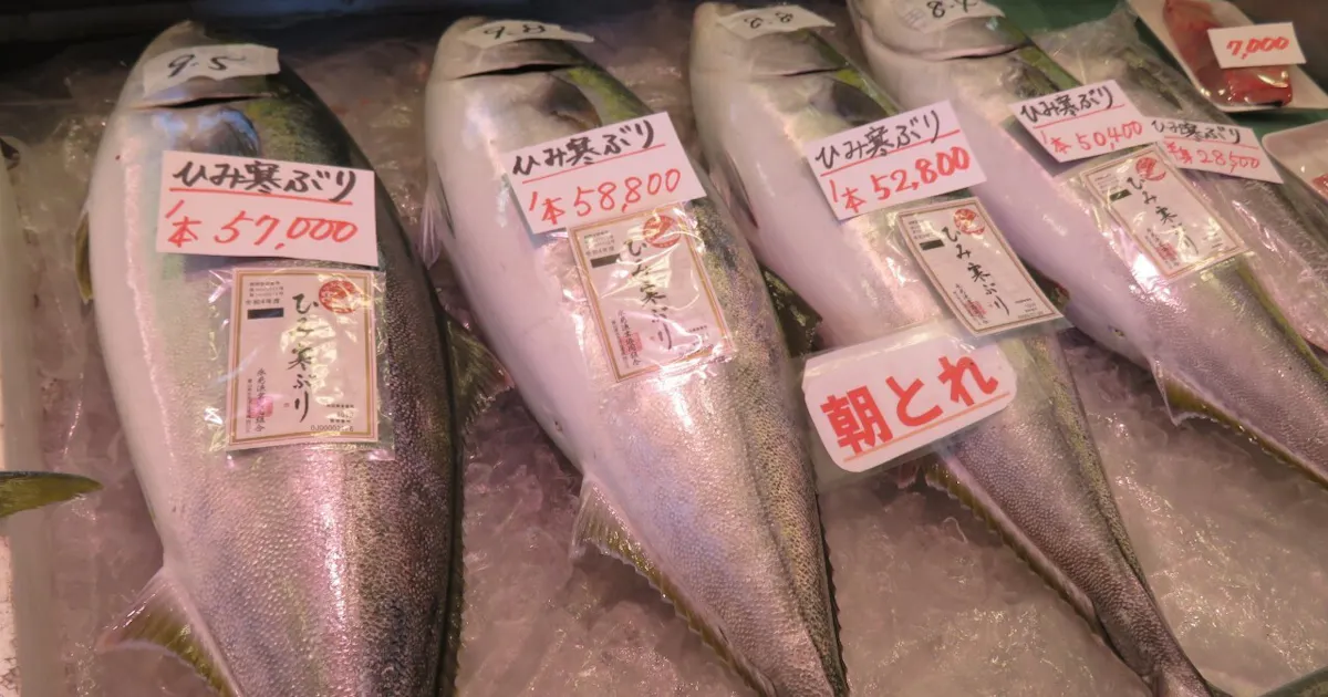 ブリ 世界的人気で高騰 氷見 寒ブリ 出足好調 日本経済新聞 ブリ 世界的人気で高騰 氷見 寒ブリ 出足好調 日本経済新聞