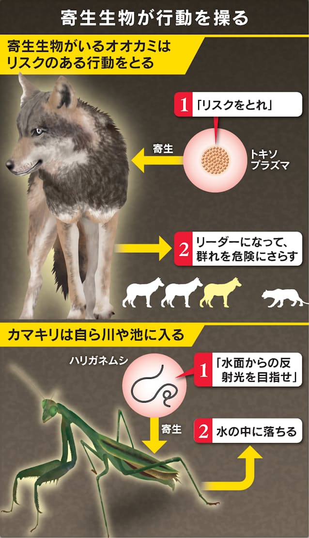オオカミを操る寄生体 群れのボス指名 野心あおる 日本経済新聞 オオカミを操る寄生体 群れのボス指名 野心あおる 日本経済新聞