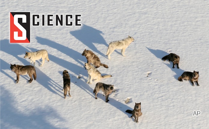 オオカミを操る寄生体 群れのボス指名 野心あおる 日本経済新聞 オオカミを操る寄生体 群れのボス指名 野心あおる 日本経済新聞