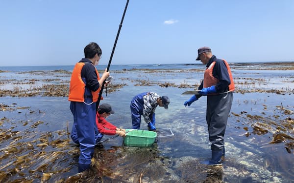 住商などは海藻が吸収するＣＯ２の量を測定する実証実験を行った