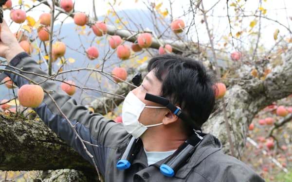 NTT東日本がウエアラブル端末などをリンゴ生産者に貸し出し、作業に使えるか検証する