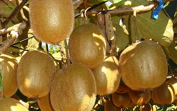 群馬県高崎市の農場では、キウイフルーツの「ヘイワード」という品種を栽培する