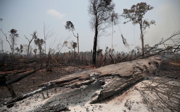 7月までの1年間でカタールとほぼ同じ面積の熱帯雨林が失われた（2019年、北部ロンドニア州）=ロイター