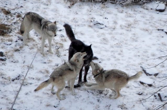 オオカミを操る寄生体 群れのボス指名 野心あおる 日本経済新聞 オオカミを操る寄生体 群れのボス指名 野心あおる 日本経済新聞