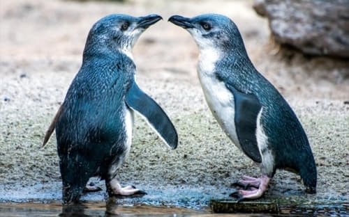 ニュージーランドのホークス・ベイに集うコガタペンギン。コガタペンギンは夜、海岸に上がって巣作りをするが、沿岸域の開発により個体数が減っている