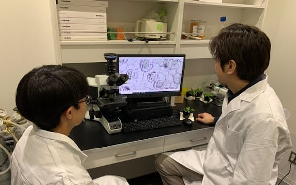 植物がCO2を検知して気孔を開閉する仕組みを解明した＝名古屋大学の高橋特任准教授提供