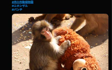 子ザル「パンチ」人気で来園者最高 市川市動植物園、半分が訪日客