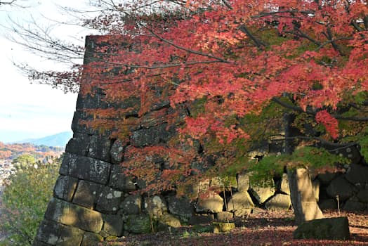 千代保が江戸へ人質として行くまで暮らした金沢城の跡。本丸の石垣は紅葉に彩られていた