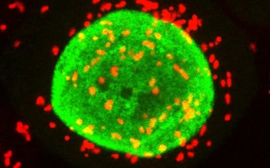 アワノメイガの培養細胞内に感染している細菌「ボルバキア」（赤がボルバキア、緑は細胞核）＝松田典子博士研究員提供