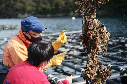カキの養殖について説明するヤマヨ水産の小林社長(左)