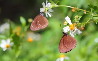 台湾の人々に深く愛されているルリマダラ属のチョウ。(JOY-HUNG, SHUTTERSTOCK)