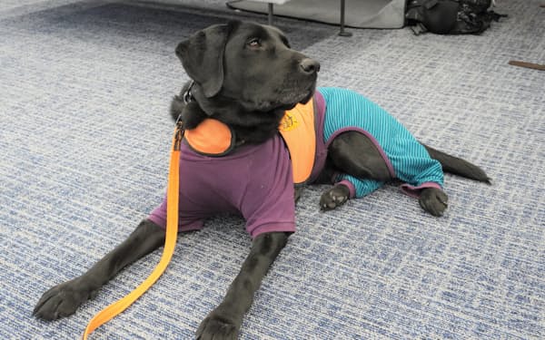 オフィスで訓練した聴導犬