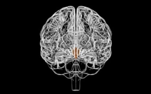 脳の視床下部（茶色）にある「KNDy（キャンディ）ニューロン」という神経細胞が、更年期障害の症状である「ホットフラッシュ」の原因になっていることがわかった。更年期の女性が経験するホットフラッシュは、1日数回起こり、30秒から5分ほど続く。（ILLUSTRATION BY MY BOX, ALAMY STOCK PHOTO）