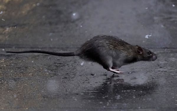 ニューヨーク市では地下鉄の線路や路上で頻繁にドブネズミを見かける＝ロイター