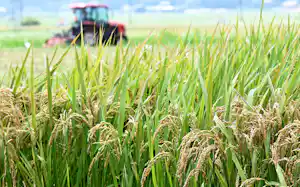 価格高騰が続き、消費者のコメ離れが進んでいるとみられる 価格高騰が続き、消費者のコメ離れが進んでいるとみられる