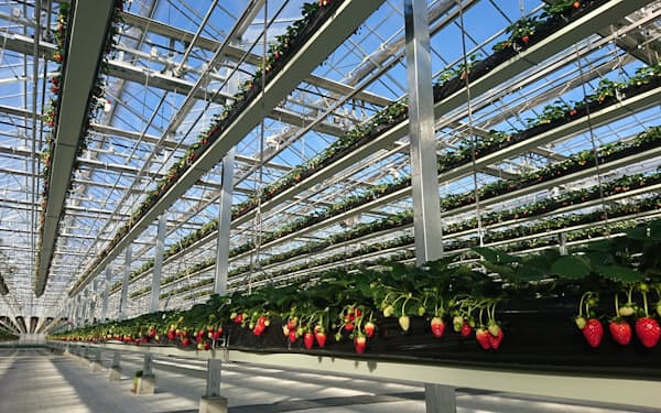 見上げれば無数のイチゴが宙に浮かぶ。可動式の栽培棚に、７種類・19万本のイチゴがすくすくと育つ（常総市のグランベリー大地）