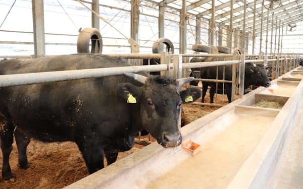 松阪牛は三重県松阪市周辺で肥育されている（同県の肥育牧場）