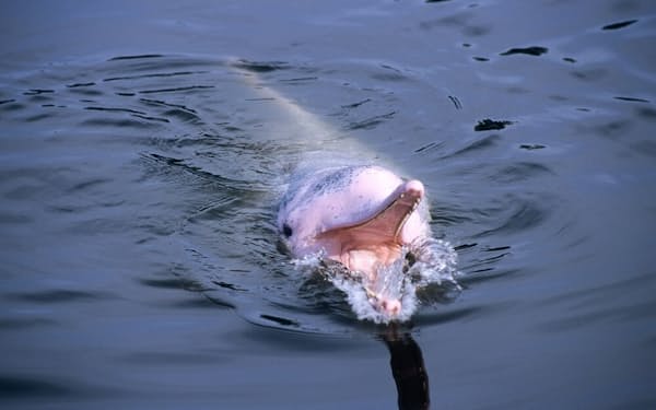 シナウスイロイルカ（ピンクがかった体色の個体もいる）は、エコーロケーションによって狩りを行う。水中の騒音公害は、こうしたイルカなどの動物に害を及ぼしている（PHOTOGRAPH BY ROLAND SEITRE, MINDEN PICTURES）