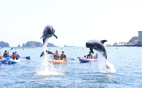 和歌山県太地町では海上でイルカと出合える企画などを用意する