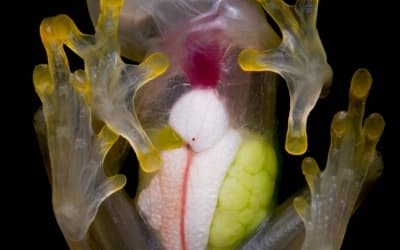グラスフロッグの一種（Hyalinobatrachium mashpi）のメスをガラスにのせて撮影した写真。体内の臓器や卵が透けて見える。（PHOTOGRAPH BY JAIME CULEBRAS）