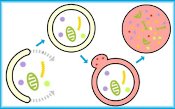 私たちは近いうちに老いなくなる?