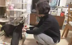 ミッドライフクライシスを感じ、退職後に猫との暮らしを始めた女性 ミッドライフクライシスを感じ、退職後に猫との暮らしを始めた女性