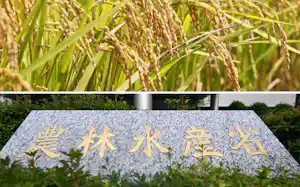 令和のコメ騒動以来、稲作への注目度は高い 令和のコメ騒動以来、稲作への注目度は高い