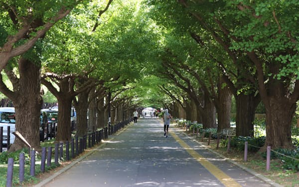 明治神宮外苑のイチョウ並木の西側の歩道（2022年9月）