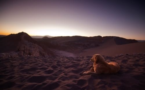 チリのアタカマ砂漠の「月の谷」でくつろぐゴールデンレトリバー。（PHOTOGRAPH BY ALEX SABERI, NAT GEO IMAGE COLLECTION）