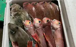 ウーオが取り扱う魚 ウーオが取り扱う魚